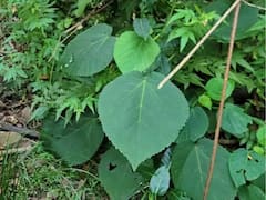 ये है मौत का पौधा! पत्तियां भी छू लीं तो दर्द से निकल जाएगी जान