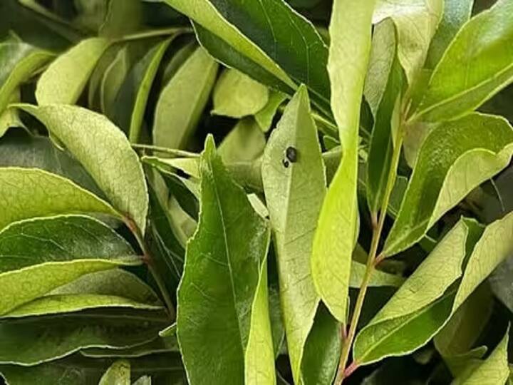 कढीपत्ता पूर्णपणे तयार होईपर्यंत 1-2 वर्षे तोडू नये.