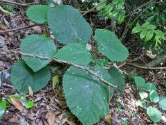 ये है मौत का पौधा! पत्तियां भी छू लीं तो दर्द से निकल जाएगी जान