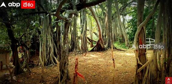 Huge Banyan Tree: 3 ఎకరాల్లో విస్తరించిన 500 ఏళ్లనాటి మర్రిచెట్టు.. ఎక్కడో ఏంటో మీరూ చూడండి | ABP