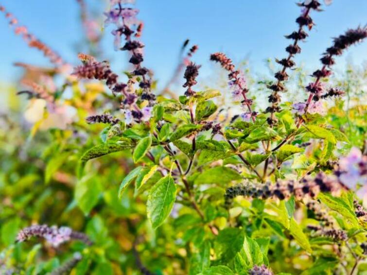 Lifestyle you can plant tulsi and lemon grass in home in winter detail