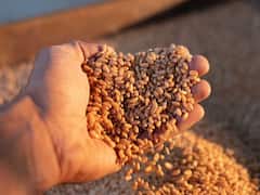 Government Increases Bid Quantity For Wheat Under OMSS To 200 Tonne To Stabilise Prices