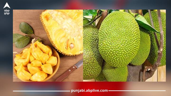 Jackfruit: ਕਟਹਲ ਦੀ ਸਬਜ਼ੀ ਖਾਣ 'ਚ ਬਹੁਤ ਹੀ ਸਵਾਦਿਸ਼ਟ ਅਤੇ ਪੌਸ਼ਟਿਕ ਹੁੰਦੀ ਹੈ। ਇਸ ਵਿੱਚ ਪੋਟਾਸ਼ੀਅਮ, ਆਇਰਨ, ਕੈਲਸ਼ੀਅਮ, ਜ਼ਿੰਕ, ਵਿਟਾਮਿਨ ਏ ਅਤੇ ਵਿਟਾਮਿਨ ਸੀ ਵੱਡੀ ਮਾਤਰਾ ਵਿੱਚ ਪਾਇਆ ਜਾਂਦਾ ਹੈ, ਜੋ ਸਿਹਤ ਲਈ ਫਾਇਦੇਮੰਦ ਹੁੰਦਾ ਹੈ।