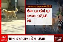Ahmedabad Dog Terror | રખડતા કૂતરાને લઈને શહેરમાં શું છે સ્થિતિ?, જુઓ રિયાલિટી ચેક