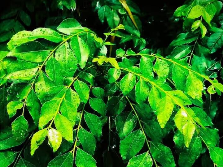 दररोज किमान 6 तास भांडे उन्हात ठेवण्याची खात्री करा. वाढत्या रोपाची वेळोवेळी छाटणी करत रहा.