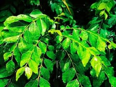 Curry Leaves : घरीच लावा कडीपत्ता; जाणून घ्या सोपी पद्धत