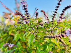 Lifestyle : घरात लावा 'हे' झाड, हिवाळ्यात ठरु शकेल उपयुक्त