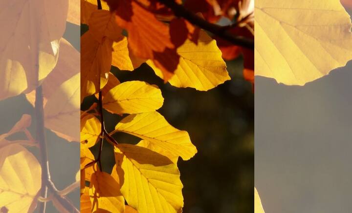 কিন্তু শরতের শেষে এবং হেমন্তের শুরুতে কেন ঝরে যায় পর্ণমোচী গাছের পাতা? এর নেপথ্যে রয়েছে বৈজ্ঞানিক কার্যকারণ।