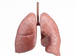 lungs Care Tips: બદલતી ઋતુમાં ફેફસા થઇ શકે છે બીમાર, આ રીતે રાખો તંદુરસ્ત