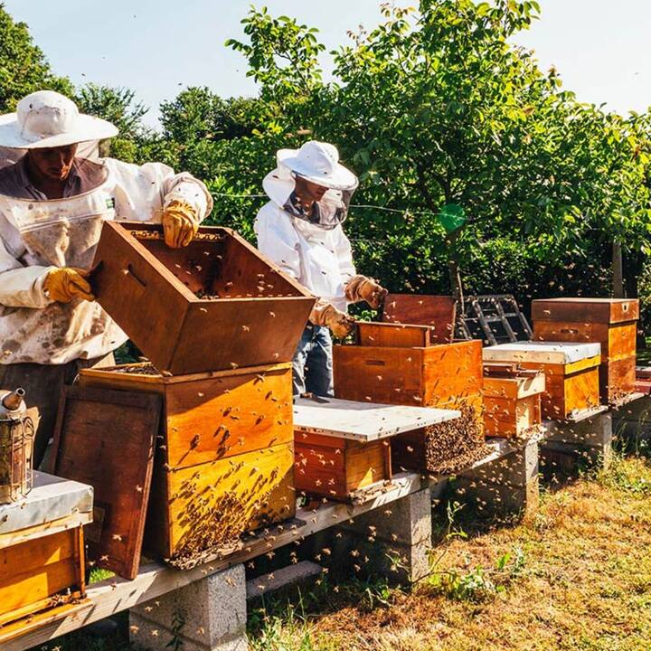 Beekeeping: ਬੇਹੱਦ ਲਾਹੇਵੰਦ ਹੈ ਮਧੂ ਮੱਖੀ ਪਾਲਣ ਦਾ ਕਿੱਤਾ, ਘੱਟ ਖਰਚੇ 'ਤੇ ਸ਼ੁਰੂ ਕਰਨ ਦਾ ਤਰੀਕਾ