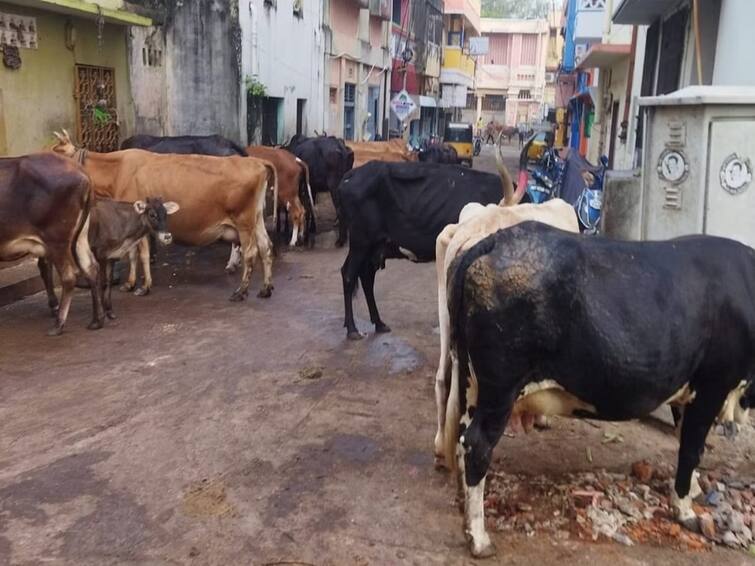 A old man died tragically hit by cow in triplicane area chennai shocking incident தொடரும் அவலம்...சென்னையில் மாடி முட்டி சிகிச்சையில் இருந்த முதியவர் பரிதாபமாக உயிரிழப்பு!