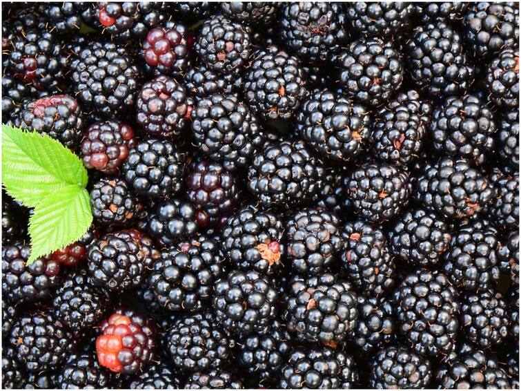 If you see black berries, eat them for sure to avoid heart disease ఈ పండ్లు ఎక్కడైనా కనిపిస్తే కచ్చితంగా తినండి, గుండె జబ్బులు రాకుండా ఉంటాయి