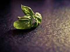 Winter Health Tips: ઘરમાં વાવો આ છોડ, શિયાળામાં આવશે ખૂબ કામ