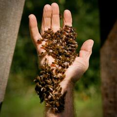 Beekeeping: ਬੇਹੱਦ ਲਾਹੇਵੰਦ ਹੈ ਮਧੂ ਮੱਖੀ ਪਾਲਣ ਦਾ ਕਿੱਤਾ, ਘੱਟ ਖਰਚੇ 'ਤੇ ਸ਼ੁਰੂ ਕਰਨ ਦਾ ਤਰੀਕਾ