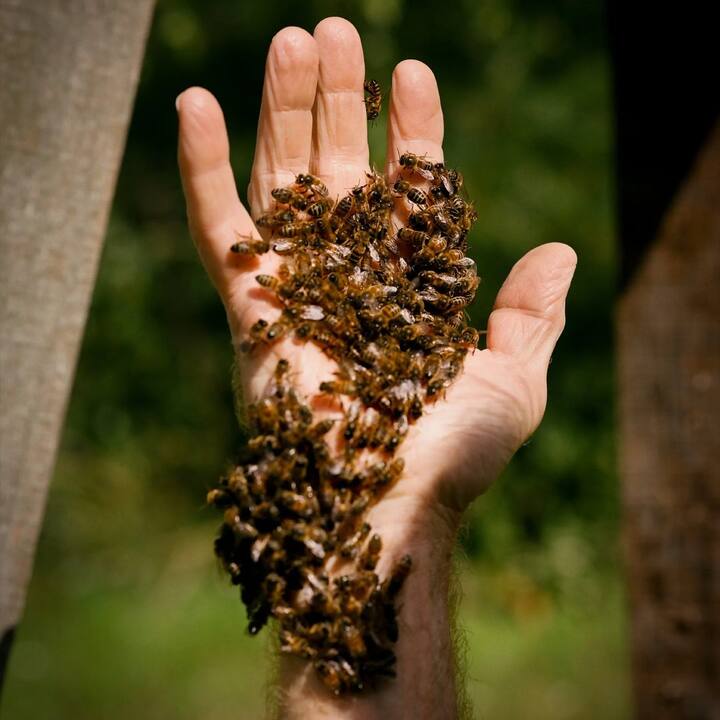 ਮਧੂ ਮੱਖੀ ਪਾਲਣ ਕਿੱਤੇ ਨਾਲ ਜੁੜ ਕੇ ਤੁਸੀਂ ਚੰਗੀ ਕਮਾਈ ਕਰ ਸਕਦੇ ਹੋ। ਇਹ ਇਕ ਘੱਟ ਖ਼ਰਚੀਲਾ ਘਰੇਲੂ ਉਦਯੋਗ ਹੈ ਜਿਸ ਵਿਚ ਕਮਾਈ, ਰੁਜ਼ਗਾਰ ਅਤੇ ਮਾਹੌਲ ਸ਼ੁੱਧ ਰੱਖਣ ਦੀ ਸਮਰੱਥਾ ਹੈ।