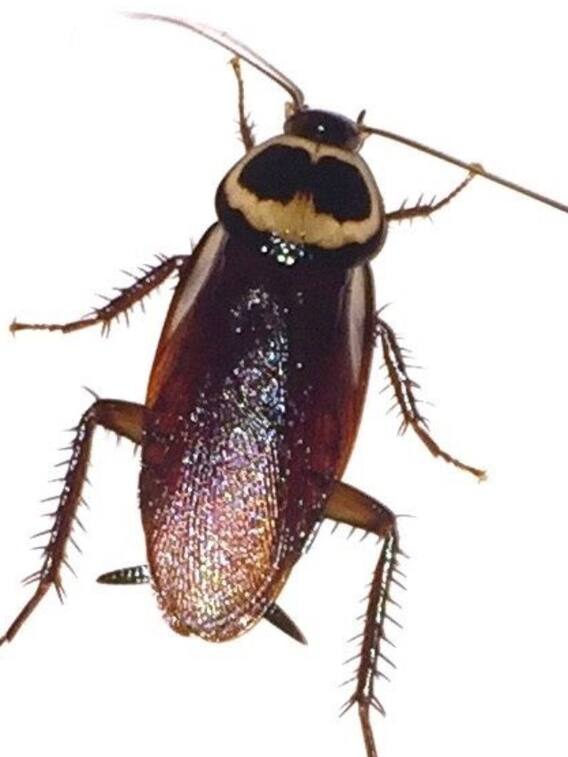 रसोई में छिपे कॉकरोचों से कैसे पाएं छुटकारा