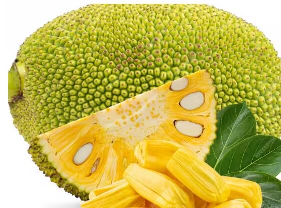 Jackfruit: ਕਟਹਲ ਬਹੁਤ ਹੀ ਪੌਸ਼ਟਿਕ ਸਬਜ਼ੀ ਹੈ ਪਰ ਕਟਹਲ ਨੂੰ ਖਾਣ ਤੋਂ ਬਾਅਦ ਕੁਝ ਚੀਜ਼ਾਂ ਦਾ ਸੇਵਨ ਕਰਨਾ ਸਿਹਤ ਲਈ ਹਾਨੀਕਾਰਕ ਸਾਬਤ ਹੋ ਸਕਦਾ ਹੈ। ਆਓ ਜਾਣਦੇ ਹਾਂ ਕੀ?