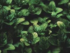 Winter Health Tips: ઘરમાં વાવો આ છોડ, શિયાળામાં આવશે ખૂબ કામ