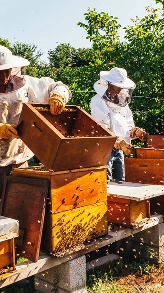 ਬੇਹੱਦ ਲਾਹੇਵੰਦ ਹੈ ਮਧੂ ਮੱਖੀ ਪਾਲਣ ਦਾ ਕਿੱਤਾ, ਘੱਟ ਖਰਚੇ 'ਤੇ ਸ਼ੁਰੂ ਕਰਨ ਦਾ ਤਰੀਕਾ