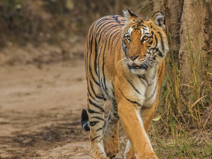 भारत की इन 5 खूबसूरत जगहों पर मनाएं अपने पैरेंट्स की 25वीं सालगिरह, यहां करें सस्ती बुकिंग