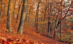 Science News: নেহাত প্রকৃতির খেয়াল নয়, আত্মরক্ষার কৌশল, শীতের আগে কেন গাছের পাতা ঝরে জানুন