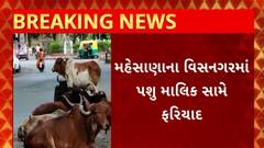 Mehsana News : મહેસાણાના વિઑસનગરમાં પશુ માલિક સામે નોંધાઈ પોલીસ ફરિયાદ