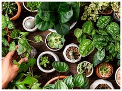 घर में लगाएं ये इंडोर प्लांट, घर की हवा होगी साफ