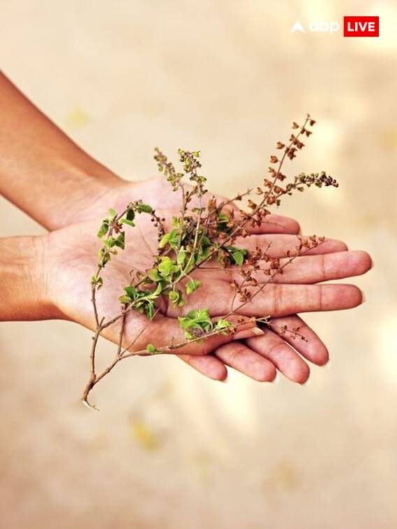 ग्रहण के समय खाने में क्यों डालते हैं तुलसी?