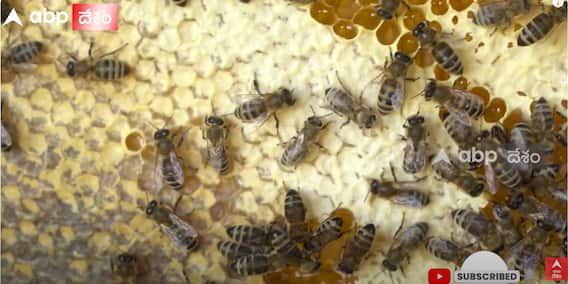Warangal Youngster in Honey Business : కరోనా టైమ్ లో వరంగల్ కుర్రోడి కొత్త ఐడియా | ABP Desam