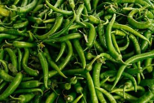 Green Chilli Benefits : हिरव्या मिरचीमध्ये कॅप्सेसिनचे प्रमाण लाल मिरचीपेक्षा कमी असते, ज्यामुळे ती पचनसंस्थेसाठी अधिक उपयुक्त ठरते.