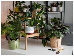 घर में लगाएं ये इंडोर प्लांट, घर की हवा होगी साफ