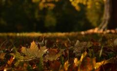 Science News: নেহাত প্রকৃতির খেয়াল নয়, আত্মরক্ষার কৌশল, শীতের আগে কেন গাছের পাতা ঝরে জানুন