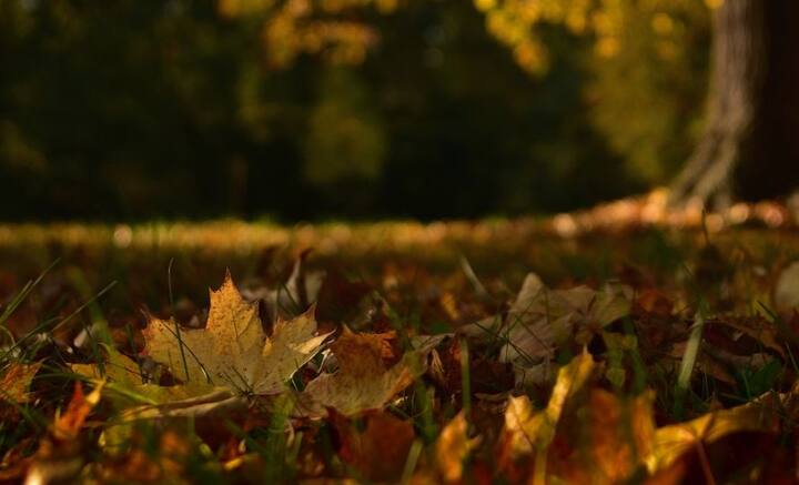 পাতাঝরার মরশুম নিয়ে দিস্তা দিস্তা পাতা ভরিয়ে ফেলেছেন লেখাজীবীরা। শীতের শুরুতে গাছের পাতা ঝরে যাওয়ার সঙ্গে যেমন প্রেমের অনুভূতি জড়িয়ে থাকে, তেমনই জড়িয়ে থাকে বিষাদও।