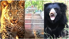 Leopard Bear Spotted At Alipiri: గుంపులుగా వెళ్లాలని భక్తులకు టీటీడీ విజ్ఞప్తి