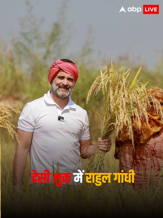 सिर पर गमछा, हाथ में हंसिया, धान काटने खेत में उतरे राहुल गांधी