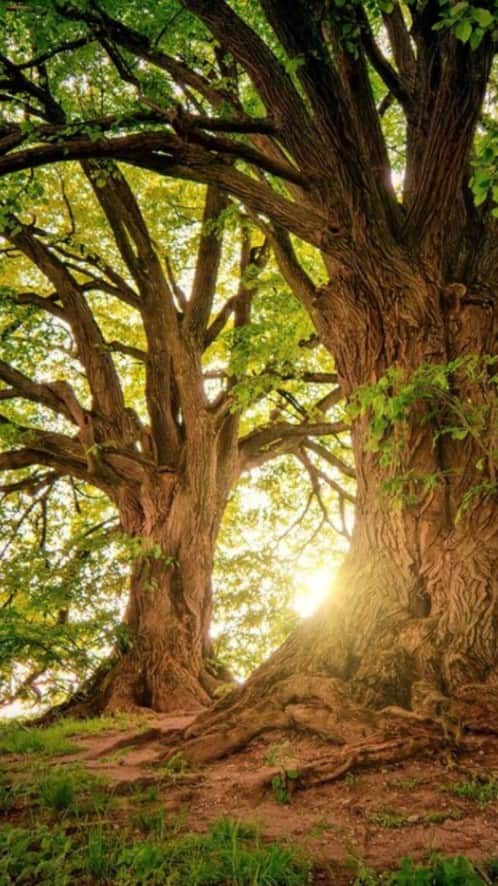 આ વૃક્ષ આપે છે સૌથી વધુ ઓક્સિજન