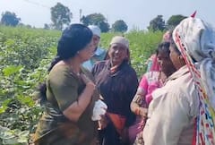 Sushma Andhare: 'शेतकरी' सुषमा अंधारे, थेट रानात गेल्या आणि भराभर वेचला कापूस