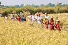 Rahul Gandhi : राहूल गांधी यांनी छत्तीसगडमधील शेतकऱ्यांना केली शेतकामात मदत, पाहा फोटो