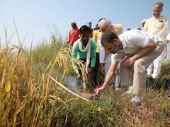 Rahul Gandhi : राहूल गांधी यांनी छत्तीसगडमधील शेतकऱ्यांना केली शेतकामात मदत, पाहा फोटो