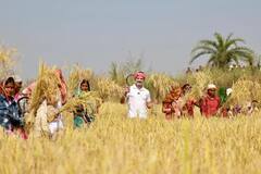 Rahul Gandhi : राहूल गांधी यांनी छत्तीसगडमधील शेतकऱ्यांना केली शेतकामात मदत, पाहा फोटो