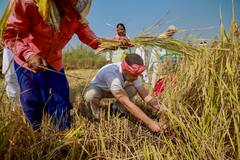 Lifestyle:এবার কৃষকের 'ভূমিকায়' রাহুল গাঁধী