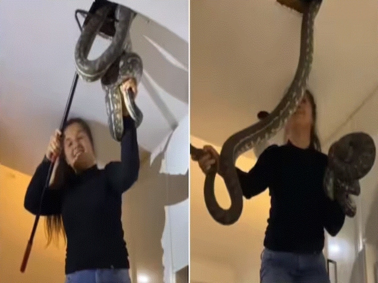 Video Of Australian Woman Pulling Out 2 Giant Snakes From House Ceiling Goes Viral WATCH Video Of Australian Woman Pulling Out 2 Giant Snakes From House Ceiling Goes Viral. WATCH