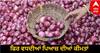Onion Price Hike: ਪਿਆਜ਼ ਦੀਆਂ ਕੀਮਤਾਂ ਨੇ ਮੱਚਾਈ ਹਾਹਾਕਾਰ! ਭਾਰਤ ਸਰਕਾਰ ਨੇ ਚੁੱਕਿਆ ਵੱਡੀ ਕਦਮ