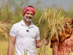 Chhattisgarh Election 2023: खेत में किसानों के साथ धान काटते देसी लुक में दिखे राहुल गांधी, देखें वायरल तस्वीरें