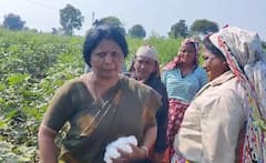 Sushma Andhare: 'शेतकरी' सुषमा अंधारे, थेट रानात गेल्या आणि भराभर वेचला कापूस