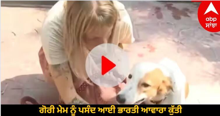 The Indian stray dog liked by Gori Mem will be taken to the Netherlands for a passport Viral Video: ਗੋਰੀ ਮੇਮ ਨੂੰ ਪਸੰਦ ਆਈ ਭਾਰਤੀ ਆਵਾਰਾ ਕੁੱਤੀ, ਪਾਸਪੋਰਟ ਬਣਵਾ ਲੈ ਜਾਏਗੀ ਨੀਦਰਲੈਂਡ