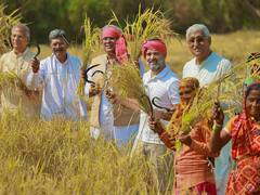 Chhattisgarh Election 2023: खेत में किसानों के साथ धान काटते देसी लुक में दिखे राहुल गांधी, देखें वायरल तस्वीरें