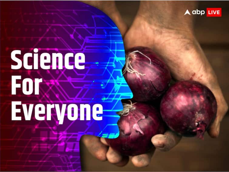 Onions Garlic Black Mold Aspergillus niger Know How This Can Be Managed Science For Everyone ABPP Science For Everyone: What Is The Black Substance Found On Onions And Garlic? Know How This Can Be Managed