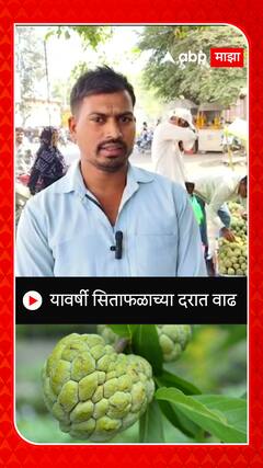 Sitafal Rate Hike : यावर्षी सिताफळाच्या दरात वाढ