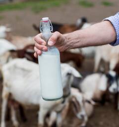 Goat milk: ਆਓ ਜਾਣਦੇ ਹਾਂ ਕਿ ਬੱਕਰੀ ਦਾ ਦੁੱਧ ਸਿਹਤ ਲਈ ਕਿਵੇਂ ਫਾਇਦੇਮੰਦ ਹੁੰਦਾ